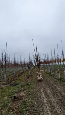 PXL_20221202_081009002